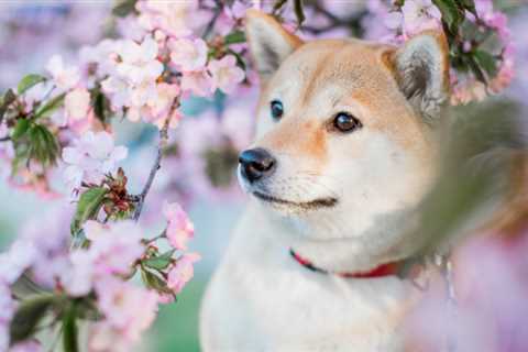 Shiba Inu: The following could mean a 79% correlation with BTC for SHIB traders